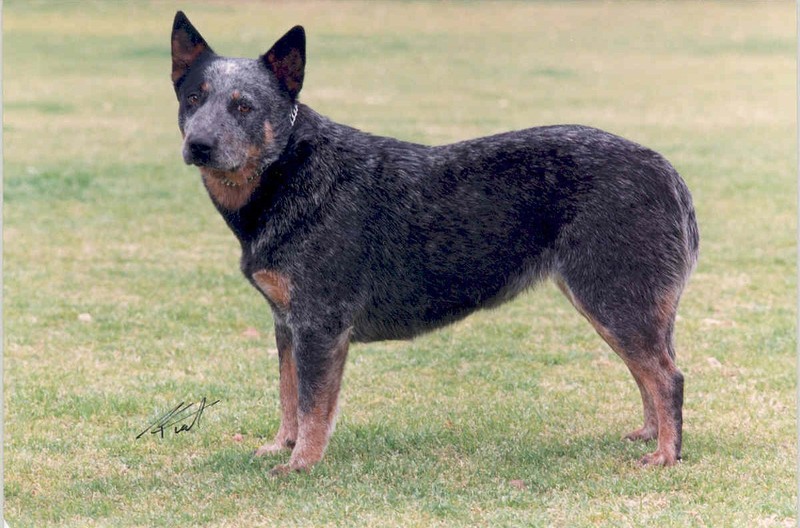 Aust. Ch. Mageela Blue Gnaroo