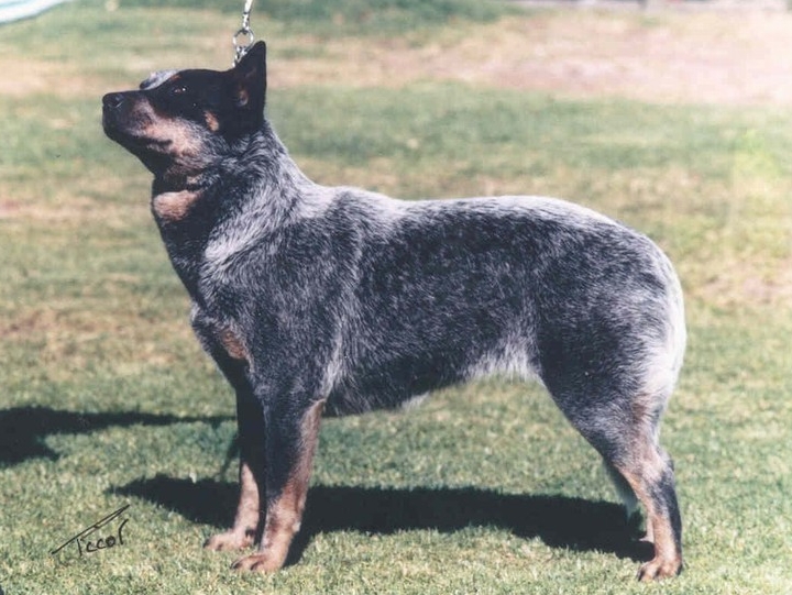 Ch. Mageela Indigo Shayde. Dam of Hobo. My best show bitch.