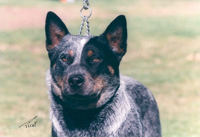Ch. Mageela Indigo Shayde. Dam of Hobo. My best show bitch.