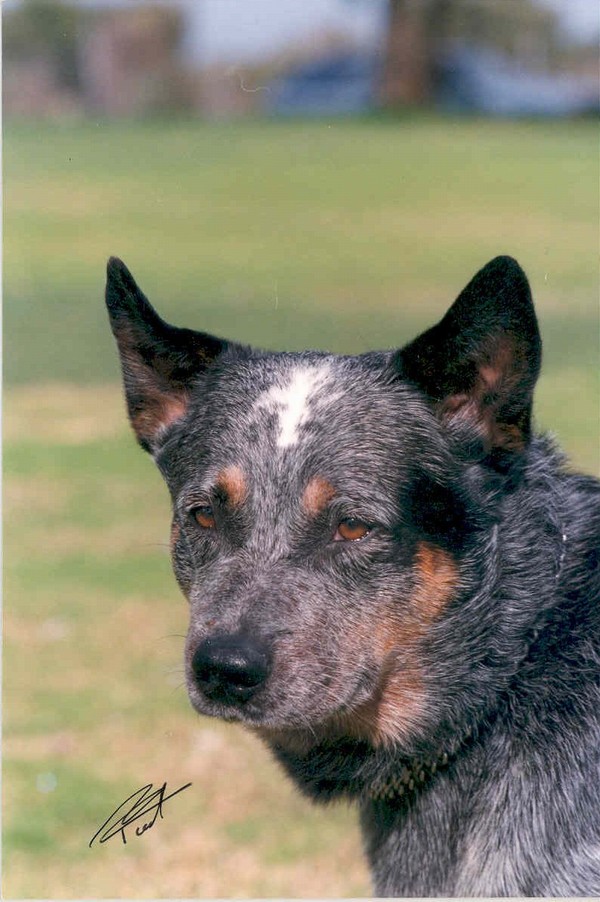 Mageela Trooper Blue. 11 points short of gaining Aust. Ch. Sire of champions.