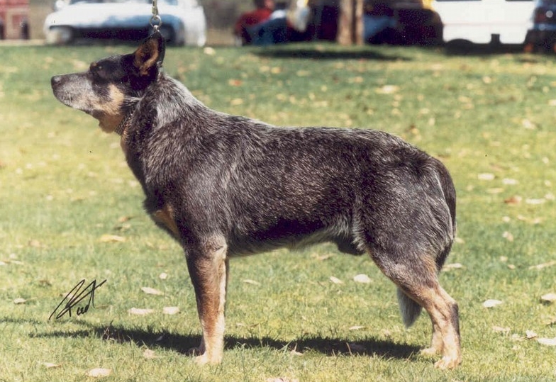 Aust.Ch. Mageela Trail King. Great dog to show, achieved 8 consecutive classes in group and came runner up best in show at working dog club show