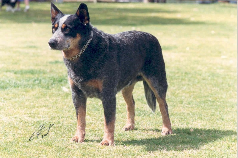 Aust Ch. Banjine Blue Tough 