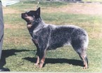 Ch. Mageela Indigo Shayde. Dam of Hobo. My best show bitch.