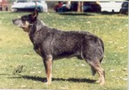 Aust.Ch. Mageela Trail King. Great dog to show, achieved 8 consecutive classes in group and came runner up best in show at working dog club show