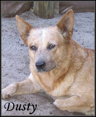 Dusty (36K)