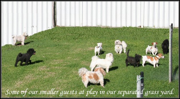 Special exercise area for small dogs