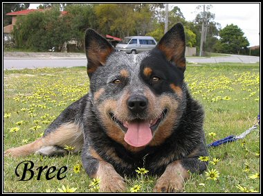 Bree (53K)