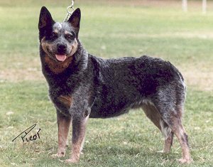 Jedda