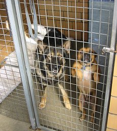 Kennels