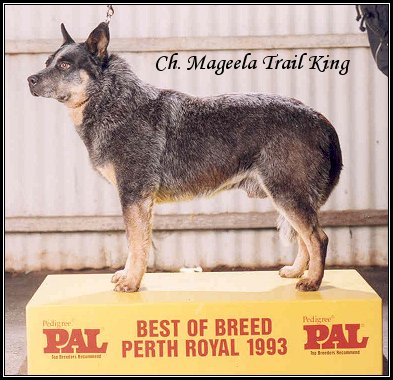 King - Winner at the Perth Royal Show