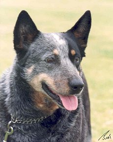 Malisa