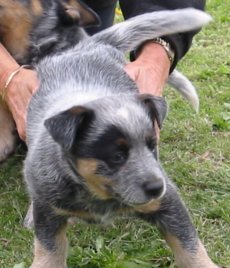 Puppy