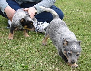 More Puppies