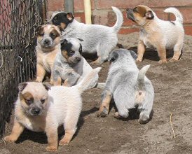pups