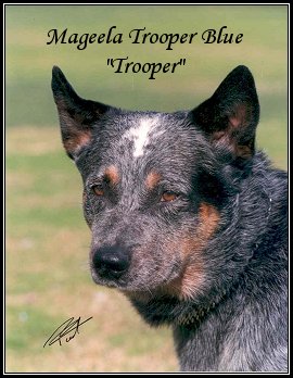 Trooper