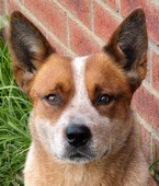 Mageela Heelmblu Ruby Lou