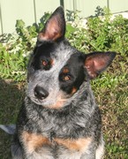 Mageela Blue Mollie