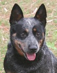 Mageela Blue Oakee
