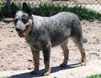 Ulakine Blue Cody
